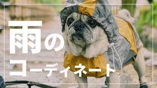 パグ犬小虎の雨の日コーディネート [アラパグ#44]