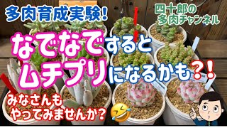 【多肉植物】【ガーデニング】👋多肉をなでなでするとムチプリになるかも⁈🤣👍