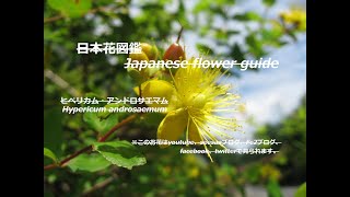 小坊主弟切が煌めく？！Hypericum androsaemum sparkle? !　ヒペリカム・アンドロサエマム　季節の花　日本花図鑑　Japanese flower guide