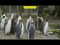 schlieremer chind de pinguin mir gönd in zoo