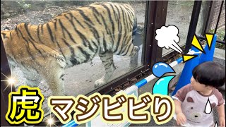 [初めての動物園] 虎に恐怖… 多摩動物公園　赤ちゃん 子供 1歳1ヶ月 The baby's first zoo. Fear of tigers. 1 year 1 month