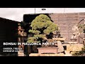 Bonsai in Mallorca II, part one