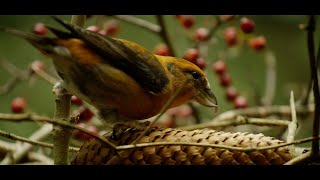 Red crossbill (Loxia curvirostra) feeding from a spruce cone, Bavarian Forest National Park, Germany