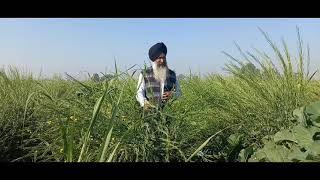 Intercroping of mustard(ਸਰੋਂ) in sugarcane by phagwara good grow technique ( part-2)