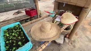 Organic Farming in Town [PART 1] - Walking Tour, Growing Vegetables in a Model Farm in Yangon