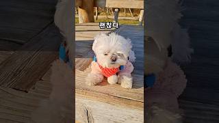 바람 불어도 상남자 말티즈는 괜.찮.다.ㅋㅋ #cutedog #funny #shorts