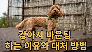 강아지 마운팅 하는 이유와 대처 방법