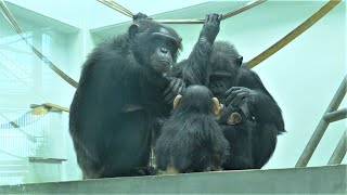 私はプラム、ママに乗ってペコさんの家族に会いに行きます。　沖縄こどもの国　チンパンジー