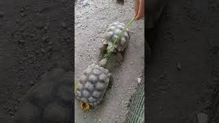 Poor hungry African spurred tortoise feed them some kangkong可怜的非洲盾臂龟把它们都叫来喂一喂