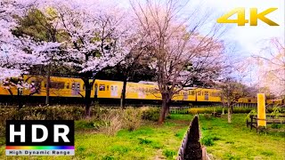 【4K HDR】東村山音頭で有名な街を散歩(東村山) - Tokyo JAPAN Walk