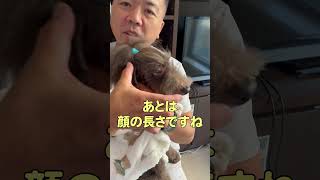 犬のご飯台の高さはどれくらいがベスト？#shorts