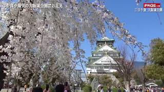 桜咲く大阪城公園に多くの花見客「夜桜も楽しみ」