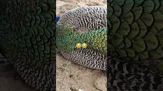 Watch What Happened with National Bird peacock, so sad,#shorts #viralvideo