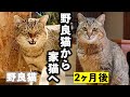 【2ヶ月の記録】庭に住みついた野良猫が家猫になるまで