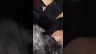 子猫たちのミルクタイム 母猫の授乳 お昼寝 庭猫54 #shorts Cute kittens. 保護猫 可愛い 自律神経を整える癒しの猫動画