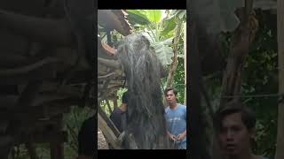 Suku mente mengambil kambing warga#sukumente#viralvideo