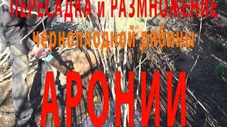 РЯБИНА ЧЕРНОПЛОДНАЯ АРОНИЯ. Пересадка и размножение черноплодки.