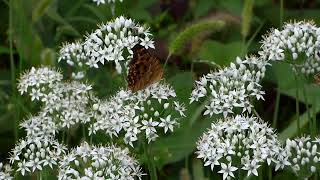 【花と蝶】　ニラの花にキタテハが吸蜜 していました。（野田市）