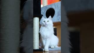 Turkish Angora - Cute Cat Videos