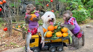 Bim Bim and Amee dog harvest oranges to make orange juice