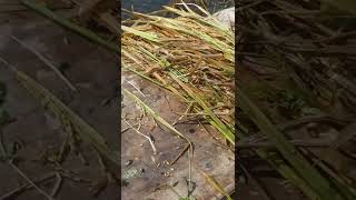 நெல் அறுவடை நேரத்தில் கனமழை || Rice (Paddy) || Heavy Rain || Harvesting #shorts