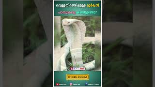 വെള്ളനിറത്തിലുള്ള മൂർഖൻ പാമ്പ് #whitesnake #animals