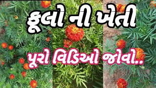 ફૂલ ની ખેતી || ful ki kheti || farminglife |farm video || farminglifevideo || gujarativlogs