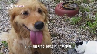 아직 떠나보내지 못한 자식, 나의 말리 [동물극장 단짝] | KBS 230826 방송