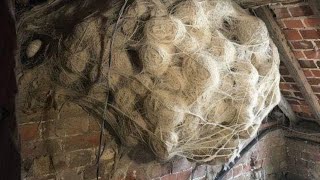 A Man Thought He Found A Hornet’s Nest In His Attic