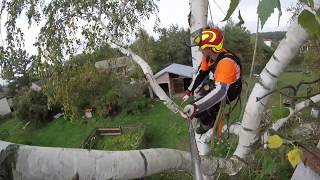 Betula Pendula czyli Brzoza Brodawkowata (sekcyjnie)