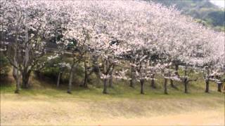 走水　水源地の桜１　（動画の練習３）