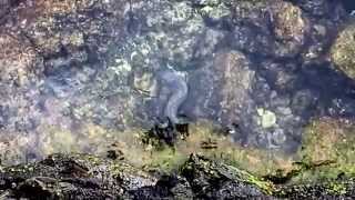 Big Yellowmargin Moray eels at the Kona seawall