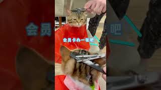 像不像在理发店的你？ #猫