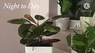 Maranta ( Prayer Plant ) Nyctinastic Movement Time-lapse | Time-lapse Videos