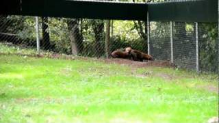 Gaiazoo - Boshonden 07-09-2011