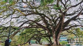 太平湖 雨树 raintree walk Taiping Perak Malaysia