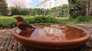 Rotkehlchen badet