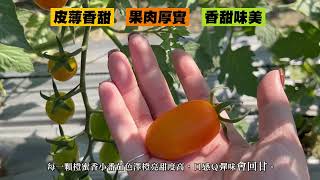 【禾鴻】高雄美濃宋媽媽橙蜜香小番茄