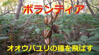 【ボランティア】オオウバユリの種飛ばしてあげました