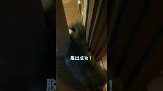 無理やり出てくる秋田犬（子犬シリーズ）#Short