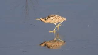 Vroege Vogels - Roerdomp op het ijs