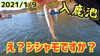 今年の入鹿池のワカサギはデカすぎる！冬行くべき釣り場紹介！爆釣、