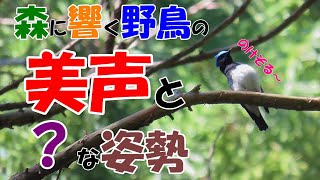 森林に響くオオルリの美しい囀り・美声・鳴き声、不思議な謎の姿勢・のけぞり・癒し・自然音/Singing Blue-and-white fly in a forest.