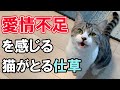 猫のその行動は愛情不足が原因かも⁉愛情不足を感じる猫がとる仕草