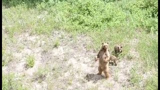 The Lost Grizzly Found? - 40 Years Since The Last Grizzly In Colorado Confirmed