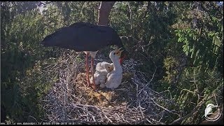 Melnais stārķis~Change over and nice dinner for the storklet~ 7:17pm 2018/06/01