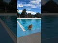 swim day for dogs held in denver