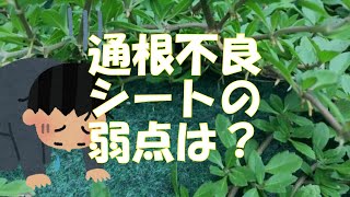 クラピア用に使う植栽シートのマイナス点は？