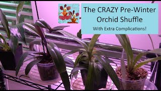 Solving the Orchid Puzzle of Winter Prep | What to Think About Now, So Later Isn't a Fire Drill