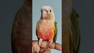 Pineapple conure talking